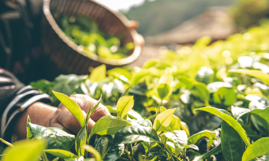 Que signifie « première récolte » pour un matcha ?