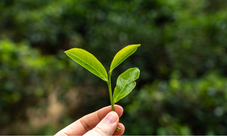 Qu'est-ce qu'un cultivar ?