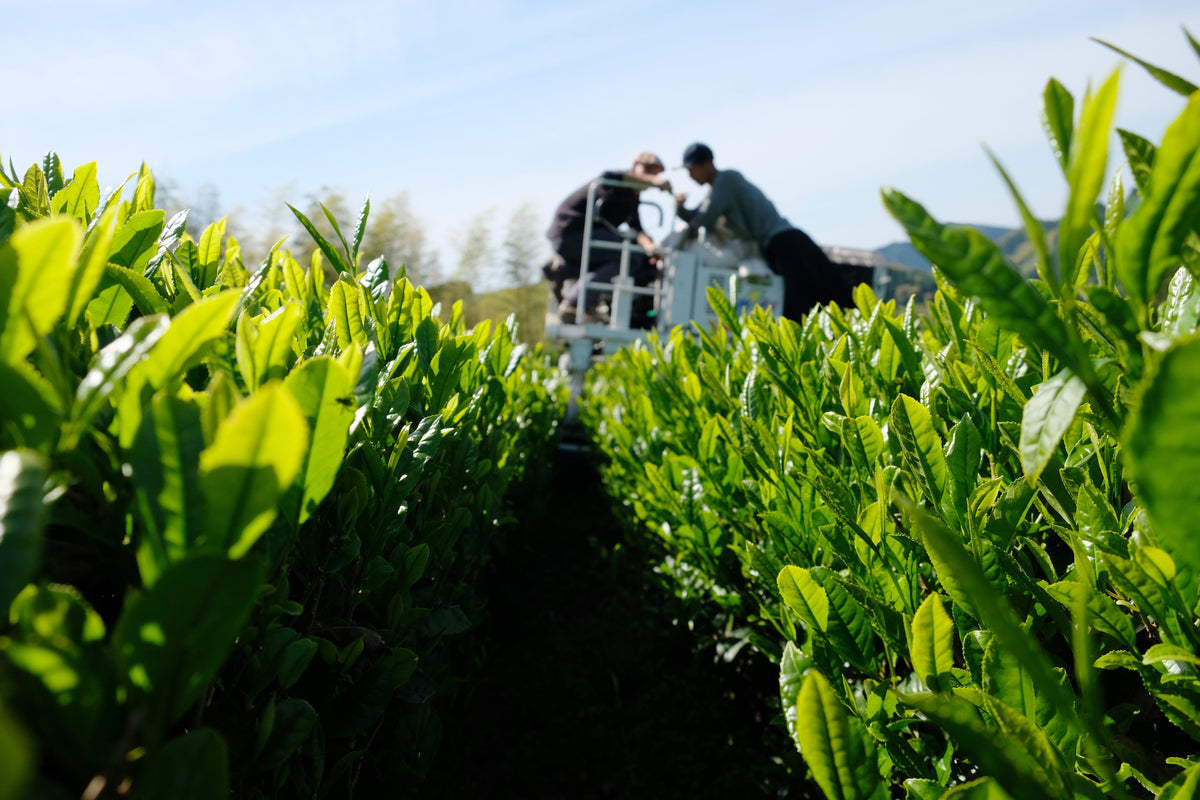 Aluminium et métaux lourds dans le matcha
