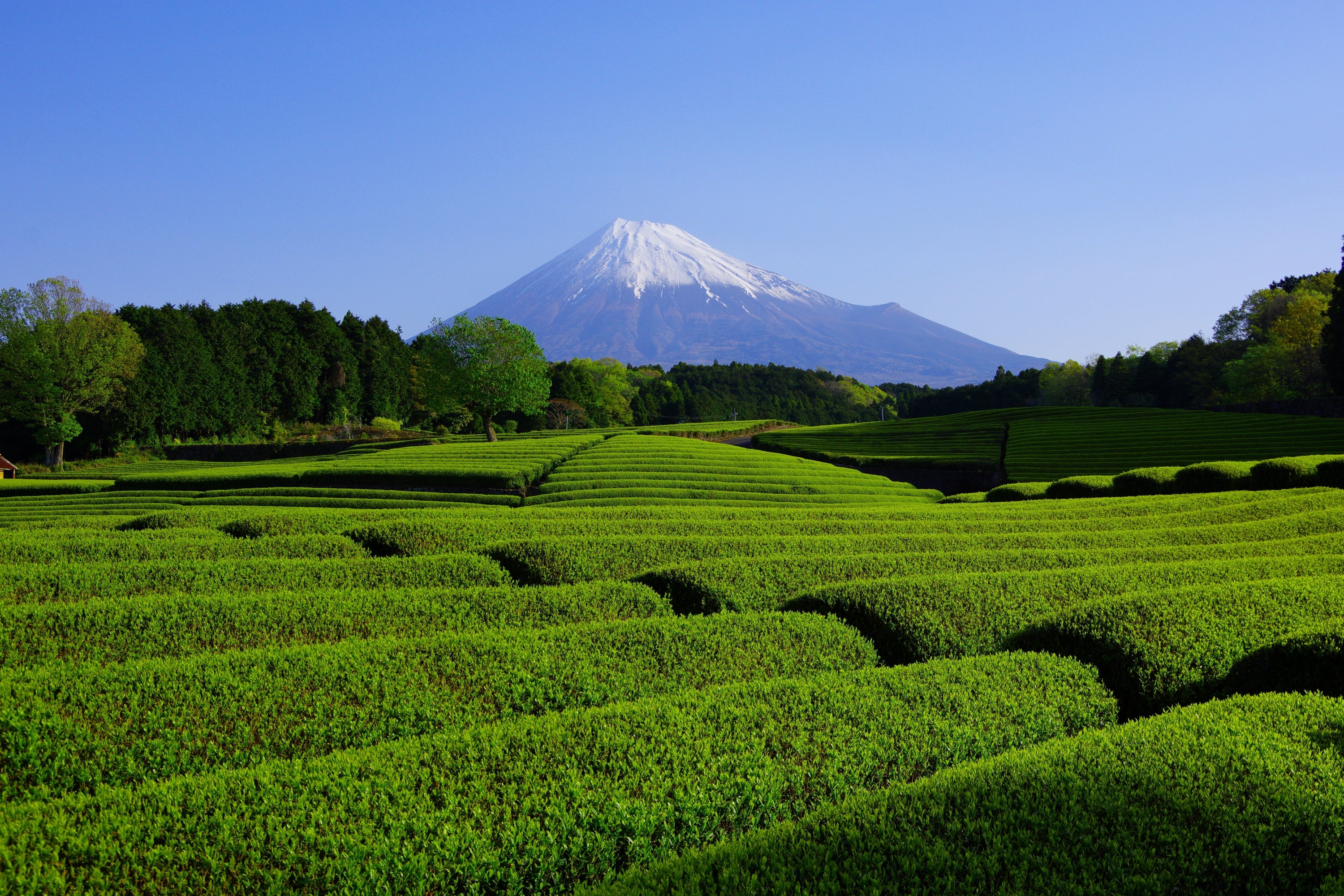 Shizuoka : pourquoi cette région japonaise est encore sous-estimée