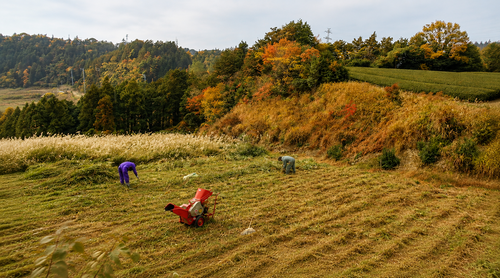 Chagusaba : la méthode ancestrale qui protège la biodiversité… et sublime le thé de Shizuoka
