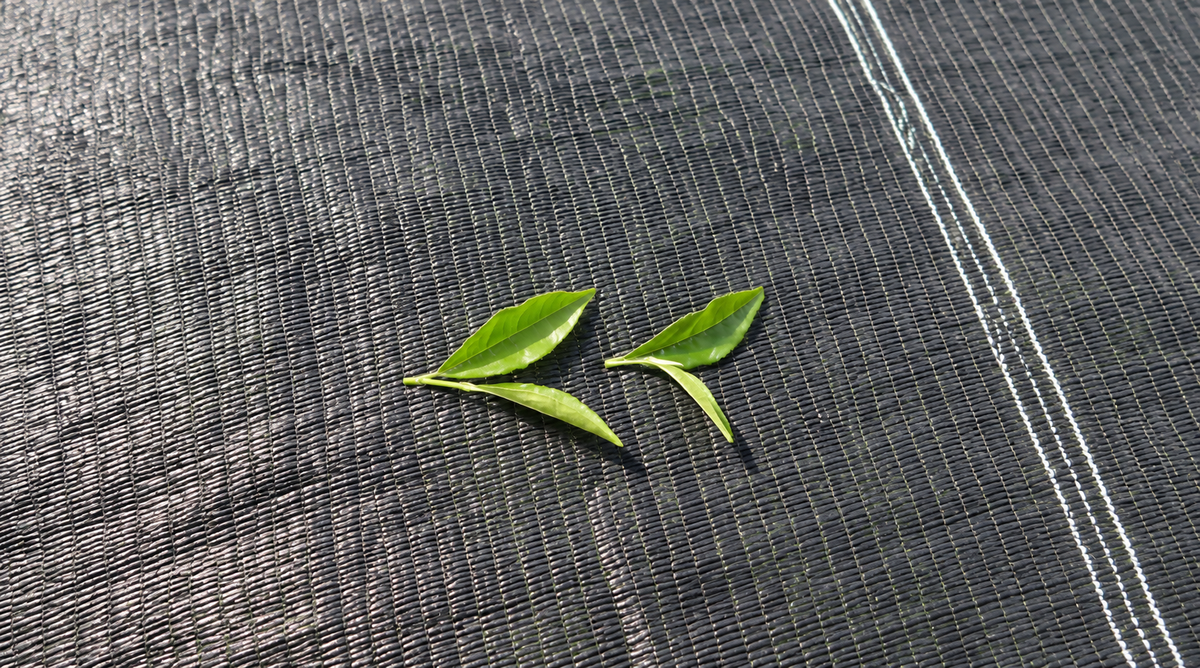 Matcha single cultivar ou blend : quelles différences ?
